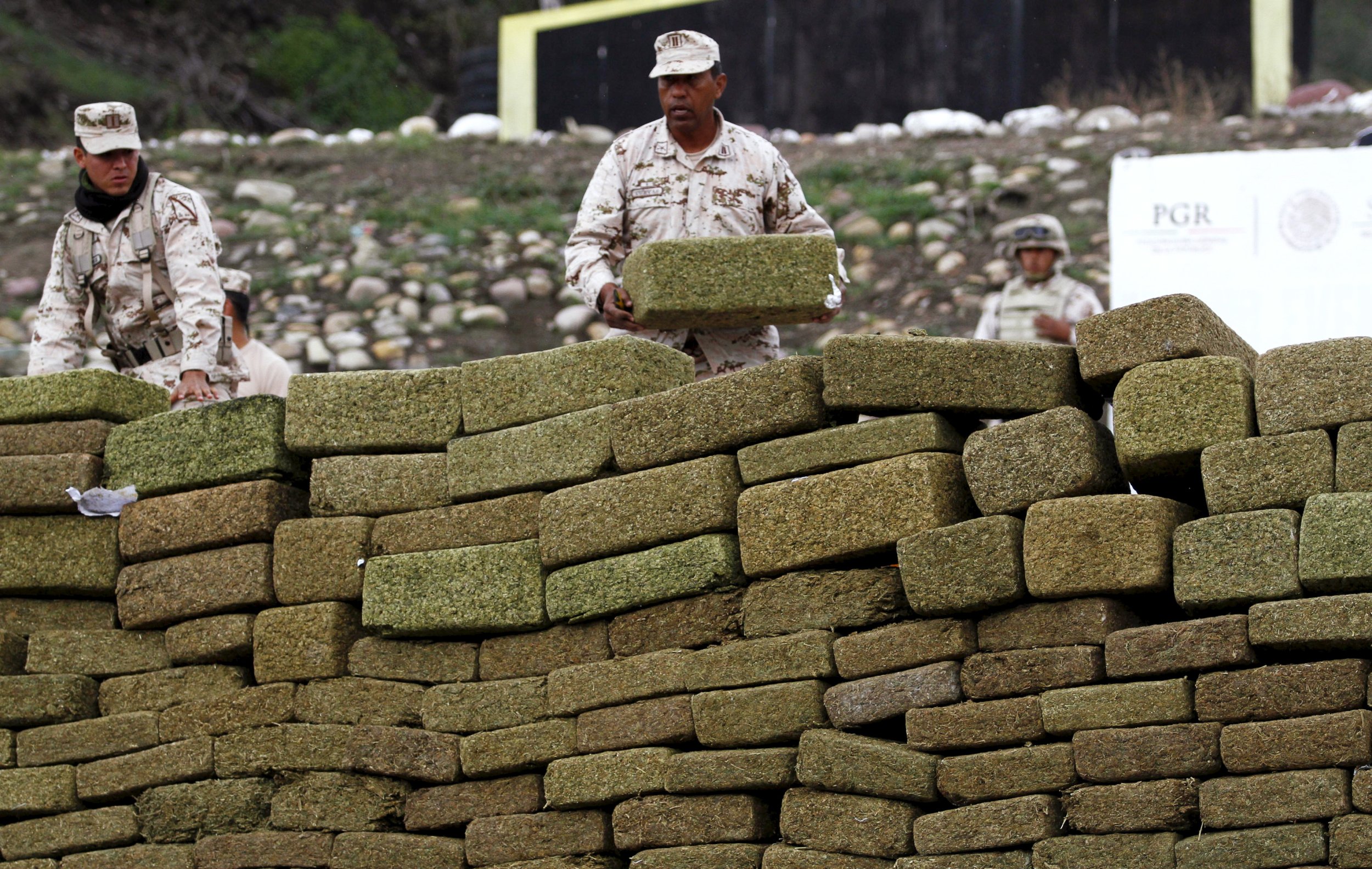 Mexico Marijuana Crop